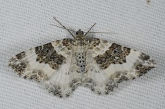 Epirrhoe rivata