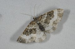 Epirrhoe rivata