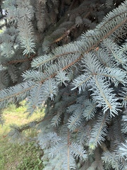 Picea pungens