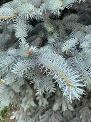 Picea pungens