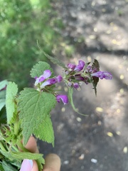 Lamium maculatum