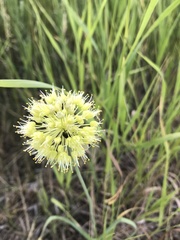 Allium obliquum