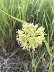 Allium obliquum