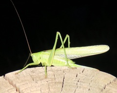 Tettigonia viridissima