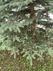Picea pungens