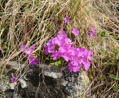 Primula hirsuta