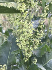 Rumex patientia