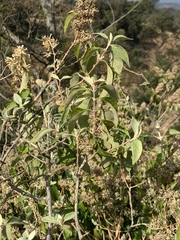 Buddleja pulchella
