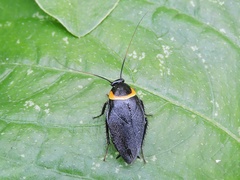 Hemithyrsocera palliata