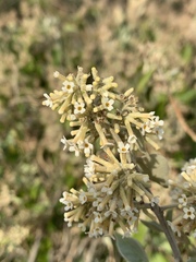 Buddleja pulchella