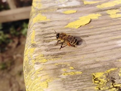 Apis mellifera