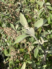 Buddleja pulchella