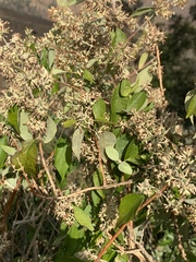 Buddleja pulchella