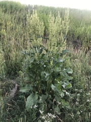 Rumex patientia