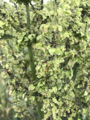 Rumex patientia