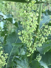 Rumex patientia