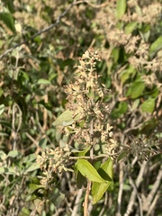 Buddleja pulchella