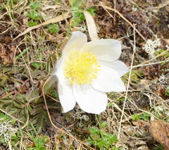 Pulsatilla vernalis