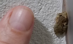 Scinax x-signatus
