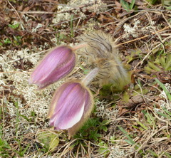 Pulsatilla vernalis