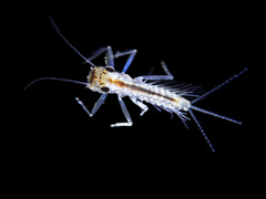 Paraluma