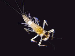 Paraluma