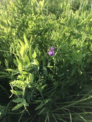 Lathyrus palustris pilosus