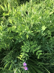 Lathyrus palustris pilosus