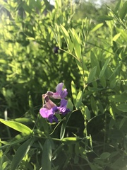 Lathyrus palustris pilosus