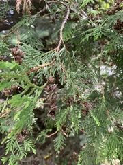 Thuja occidentalis