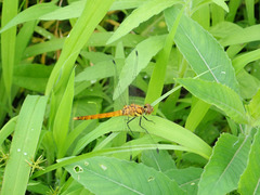 Sympetrum darwinianum