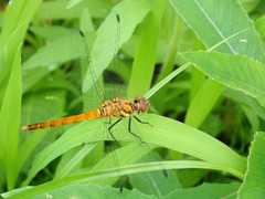 Sympetrum darwinianum