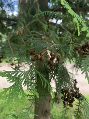 Thuja occidentalis
