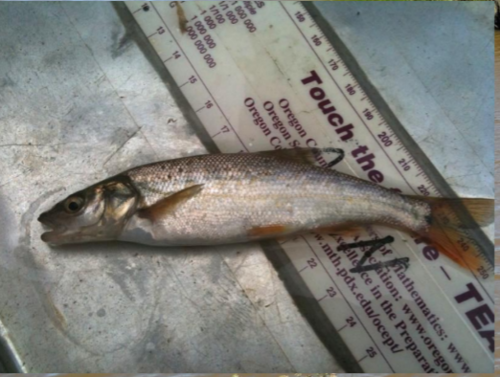 Ptychocheilus oregonensis
