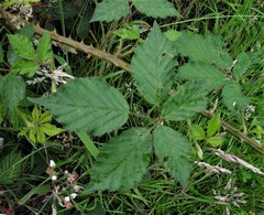 Rubus lindleianus
