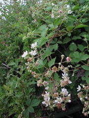 Rubus lindleianus
