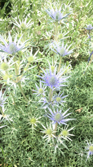 Eryngium amethystinum