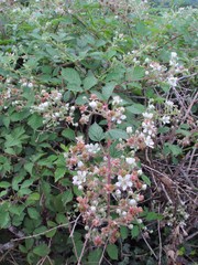 Rubus lindleianus