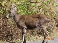 Nilgiritragus hylocrius