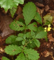 Agrimonia rostellata