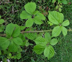 Rubus polyanthemus