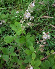 Rubus polyanthemus