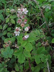 Rubus polyanthemus
