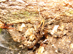 Dicranopalpus pulchellus