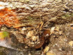 Dicranopalpus pulchellus