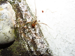 Dicranopalpus pulchellus