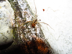 Dicranopalpus pulchellus