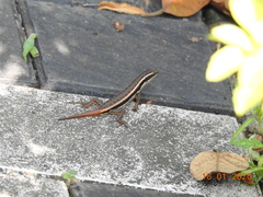 Sphenomorphus dussumieri