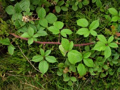Rubus dasyphyllus