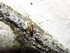 Dicranopalpus pulchellus